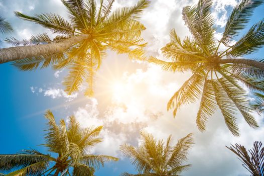 Coconut trees and sun with clouds over the sky. Summer concept.