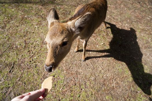 Man feeding a sacred nara deer a shika sembei, or deer biscuit, in Nara, Japan holding out his extended hand as it gently approaches to take it from him