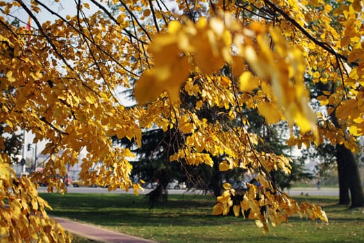 autumn gold leafs on tree