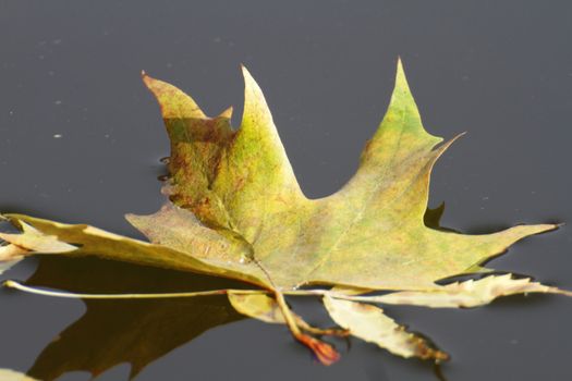 autumn oak leaf on water