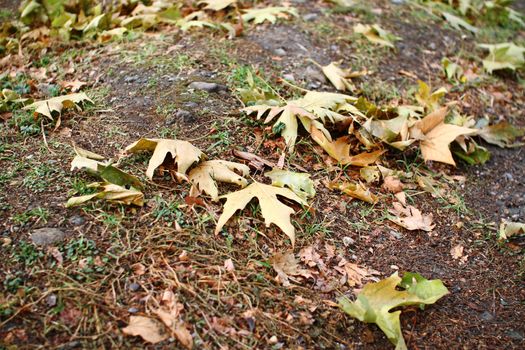 autumn oak leaf on the ground