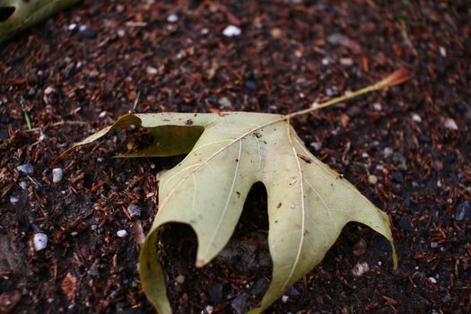 autumn oak leaf on the ground