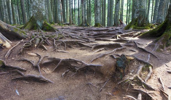Speakers from the ground, the texture of the roots of trees in the old forest
