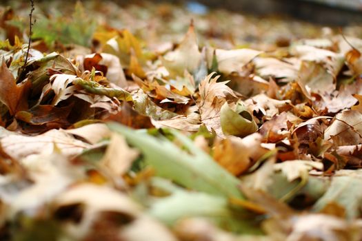 autumn oak leaf on the ground