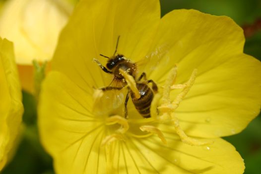 bee on yellow flower, close up