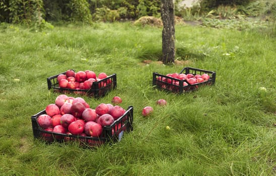 On a thick green grass lies the harvest of red ripe apples collected in plastic baskets