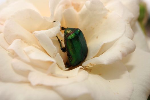 bug in white rose, close up