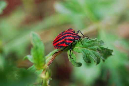 small red black bug, close up