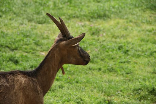 Goat Chamois in zoo park