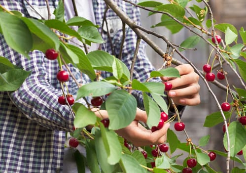 A young farmer is harvesting a harvest of red ripe cherries in the summer garden. Close-up view.