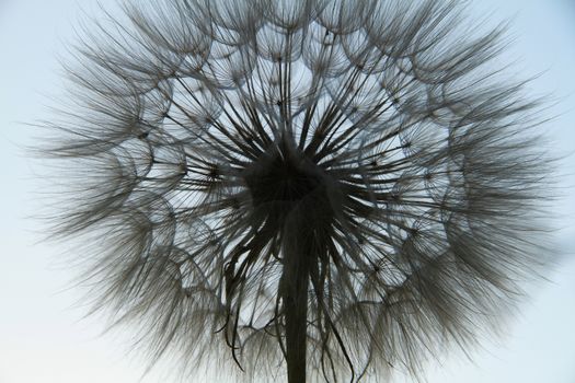 dandelion seed macro close up