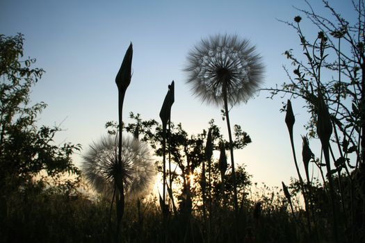 dandelion seed ball in ground sunset