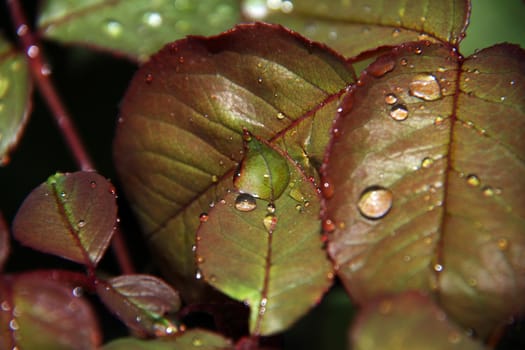 natural leaf and drop rain