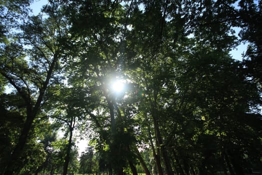 Fairy Forest sun ray over leafs