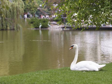 A white swan sitting on a green grass near a city pond looks at the calm surface of a pond