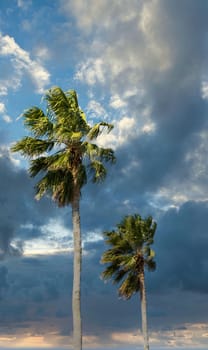 Two Palm Trees on Dramatic Skies