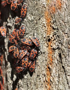 A flock of forest red-black cockroaches grouped on the bark of a tree, a close-up photo.