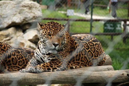 leopard in zoo metal grate