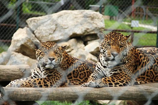 leopard in zoo metal grate