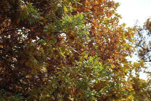 oak leaf tree in autumn