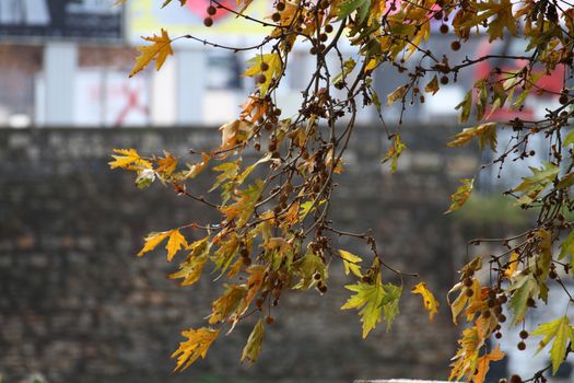 oak leaf tree in autumn