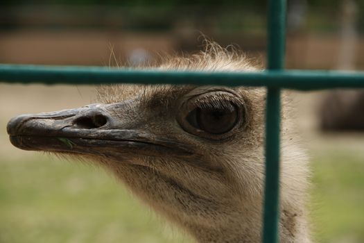 ostrich head close up in zoo