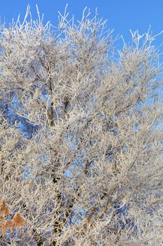 The branches of an ash-tree in the frost are thickly wrapped in hoarfrost and illuminated by gentle sunlight against a blue sky.