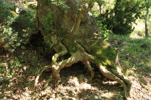 roots of oak old tree