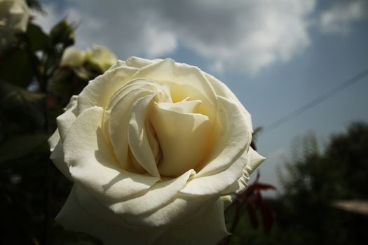 white rose in garden and blue sky