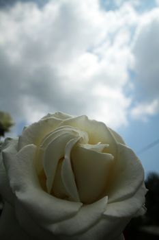 white rose in garden and blue sky