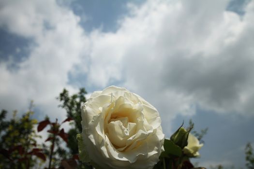 white rose in garden and blue sky