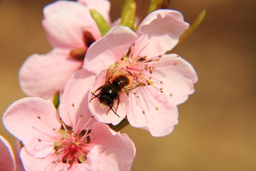 spring flower macro close up