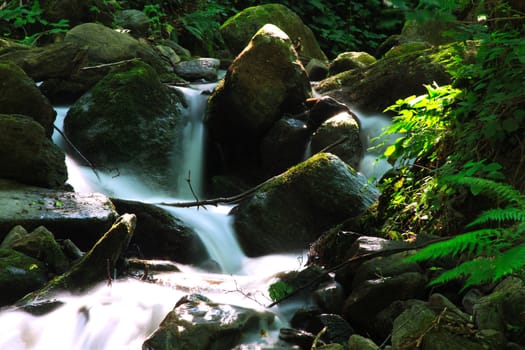 stream in forest long exposition