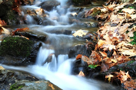 stream in forest long exposition