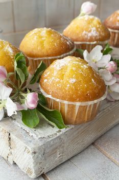 Traditional muffins with powdered sugar on wooden shabby board and apple flowers. Spring, Easter, celebration concept.
