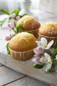 Tasty vanilla cupcakes with sugar powder. Closeup view. Cupcakes in blooming trees.