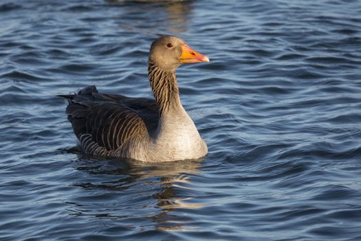 a wild goose or anser anser bird in the haringvliet in holland