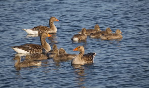 wild goose or anser anser with baby birds in the haringvliet lake in holland nature