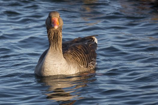 a wild goose or anser anser bird in the haringvliet in holland