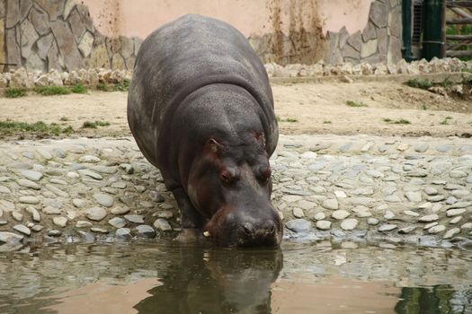 hippo swimming in zoo garden
