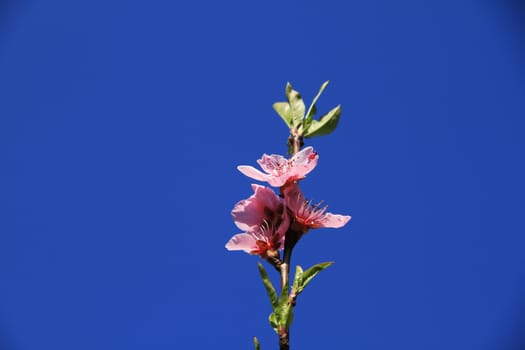 Japanese cherry tree in spring