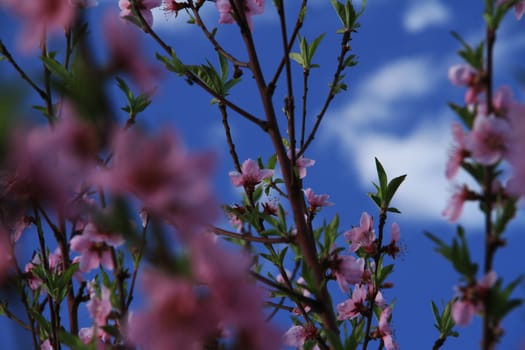 Japanese cherry tree in spring