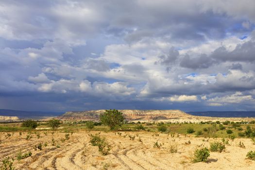 Small grape bushes planted on rocky ground against the backdrop of the incredibly beautiful landscape of the mountain valleys of Cappadocia