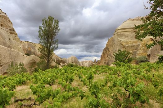 Young bright green leaves of grape bushes grow well surrounded by yellow-orange rocks in the spring valley of Cappadocia