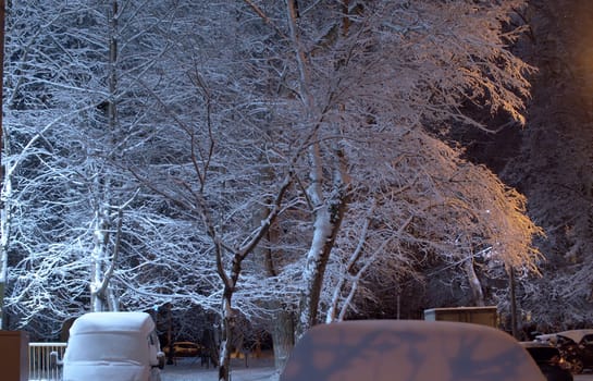 White snow covered tree against the deep blue evening sky. Snow shining in the light of lanterns