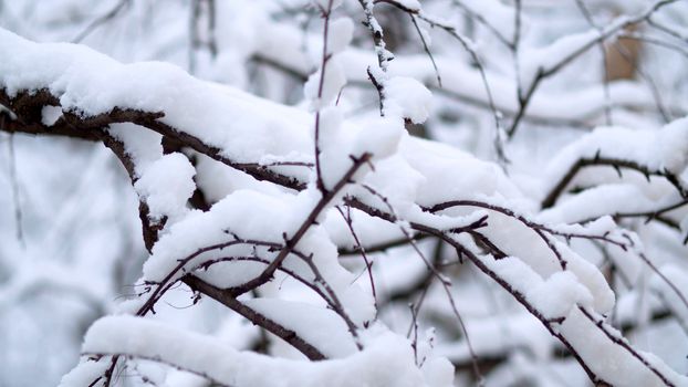 Close up birch tree branches under the snow, snowfall in the park. Snow falling on the trees. Winter background