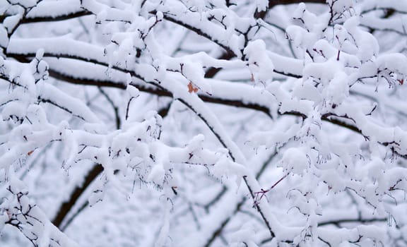 Close up birch tree branches under the snow, snowfall in the park. Snow falling on the trees. Winter background