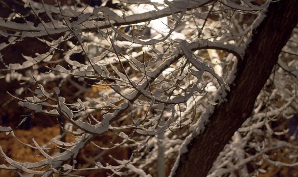 Close up snow covered tree branches in the night. Snow shining in the light of lanterns