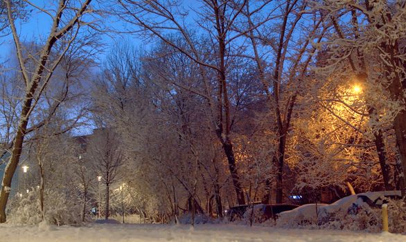 Winter fairy tale. Night snowfall in the city, Snow-covered tree branches against the deep blue evening sky. The light of street lamps through a pattern of snowy branches