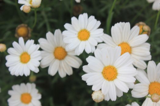 immagine di primavera con margherite